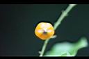 蕾絲金露花-實07.jpg