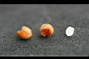 蕾絲金露花-種子2.jpg
