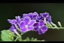 蕾絲金露花-花0.jpg