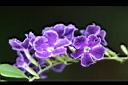 蕾絲金露花-花1.jpg