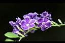 蕾絲金露花-花3.jpg
