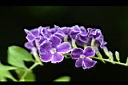 蕾絲金露花-花4.jpg
