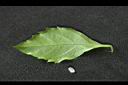 蕾絲金露花-葉背.jpg