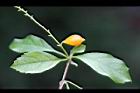 蕾絲金露花-實05.jpg