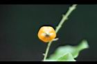 蕾絲金露花-實08.jpg