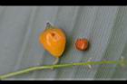 蕾絲金露花-實15.jpg