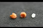 蕾絲金露花-種子1.jpg