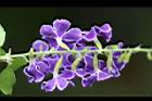 蕾絲金露花-花2.jpg
