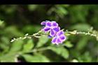 蕾絲金露花05.jpg
