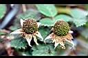 薄瓣懸鉤子-青實00.jpg
