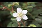 薄瓣懸鉤子-花24.jpg