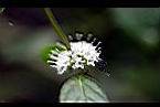 薄荷-花10.jpg