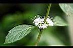 薄荷-花11.jpg