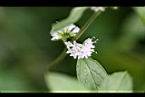 薄荷-花12.jpg