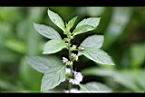 薄荷-花13.jpg