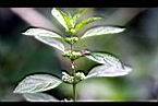 薄荷-花14.jpg