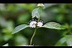 薄荷-花2.jpg