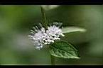 薄荷-花3.jpg
