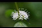 薄荷-花4.jpg