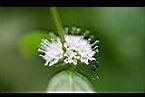 薄荷-花5.jpg
