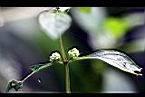 薄荷-花6.jpg