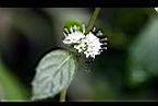 薄荷-花8.jpg