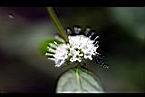 薄荷-花9.jpg