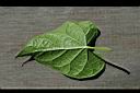 薄葉牛皮消-葉背.jpg