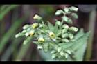 薄葉艾納香-花01.JPG