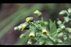 薄葉艾納香-花03.JPG