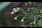 薄葉艾納香-花05.JPG