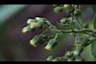 薄葉艾納香-花06.JPG
