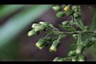 薄葉艾納香-花08.JPG