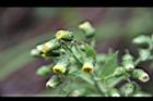 薄葉艾納香-花序2.JPG