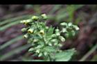薄葉艾納香-花序5.JPG