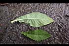 薄葉艾納香-葉01.JPG