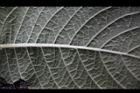 薄葉艾納香-葉脈1751.JPG