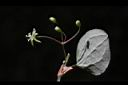 薄葉菝契-花01.JPG