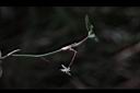 薄葉菝契-花10.JPG