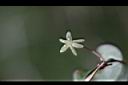 薄葉菝契-花19.JPG