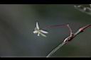 薄葉菝契-花20.JPG