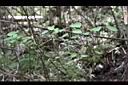 薄葉菝契-花株3.JPG