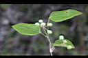 薄葉菝契-青實7.JPG
