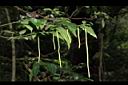 薄葉風藤-花序11.JPG