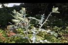 薊罌粟-實00.JPG