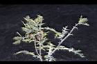 薊罌粟-實02.JPG