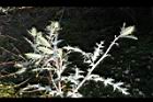 薊罌粟-實03.JPG