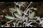 薊罌粟-實14.JPG