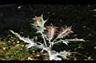 薊罌粟-實17.JPG