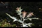 薊罌粟-實18.JPG